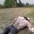 Wolf In Village Wolfsounds Relaxinwolf Animals Wolf Wolfsong Forest Shorts Part 274ffh