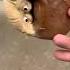 Squishy Monkey Flip