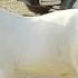 Achanak Mandi Main Taizi Agayi Memon Goth Bakra Mandi Cheapest Market In Karachi June 1 2025