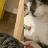 Warning This Cat Stole My Laughter And My Sanity Funny Cats Videos 2025