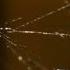 Deadly Cousin The Redback Spider National Geographic