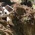 Rock Removal With LIEBHERR 744 Dozer Bulldozer Dozer Work Machines Liebherr Komatsu Discover