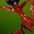 Kung Fu Mantis Vs Jumping Spider Life Story BBC