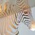 Portrait Of A Zebra Cute Art Satisfying Asmr Wildlife Zebra