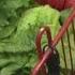 Romaine Lettuce Linked To E Coli Outbreak