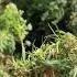 The Wild Marijuana In High Altitude