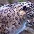 Snow Leopard Hunting Planet Earth BBC Earth