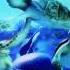 A Turtle S Tale Sammy S Adventure Turtle Love