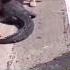 Crackhead Vs Croc Fyp Crackhead Funny Crocodile