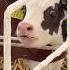 Minta Susu Cow Sapi Hokkaido Tkijapan Fyp