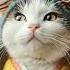 I M Beautiful ねこ Cat Geisha Klingai Midjourney
