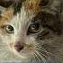 Cat Recovering After Harrowing Journey From China To U S Cat News Minnesota China