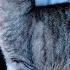 Why Do CATS RUB Against Everything
