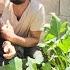 Master Of Construction And Angel S Life From Helping To Buy Chickens