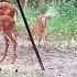 Deer Farting Caught On Camera