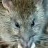 Animal Rights Group Wants Cocaine Addicted Rat Research Defunded