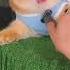 Apt Bongo Cats Meow Meow Meow Meowing Meowcat Cat Catlover Meowingtons Catmas Catworld Happycat