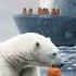 The Arctic And Its Animals Discover The Wonders Of Polar Wildlife