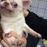 Vet Struggles To Give Little Dog Injection