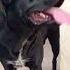 Dog Canecorso Fly Fypviralシ Keşfet Narkoz