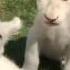 Kelly And Kimba White Lion Cubs MALKIA PARK