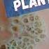 Trypophobia Or Plantar Warts Shorts