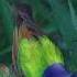 The Colorful Painted Bunting