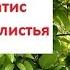 ЖЁЛТЫЕ листья у КЛЕМАТИСА Что делать Устраняем причину и следствие