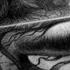 Brave Song Of Mor Du