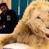 Wow Habibi So Dangerous Lion With Dubai King Shortvideo Trendingshorts Shorts Support