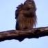 Two Barred Owls Hooting