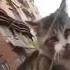 Cat Chase