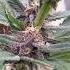 Purple Kush Auto Week 4 Of Flower AcInfinity Gaiagreen Grow