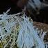 豆芽 又嫩又新鲜 Long Tender And Fresh Bean Sprouts Are Nutritious And Pollution Free Liziqi Channel