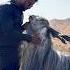 Markhor Look Alike BIG HORNED KASHMIRI Of ASHRAF Bhai PUNE Shorts Goatfarming Andulgoats