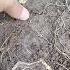Digging Sweet Potatoes On Pots Sweetpotato Kamote Digging Garden Gardening