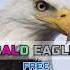 Unveiling Bald Eagle Sounds Nature S Music At Its Best