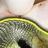 Our Blue Beauties False Water Cobra Laid Eggs