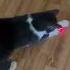 I Will Catch BUFFALO S Determination 잡아야지 Enjoylife Cat