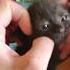 It Was Definitely Time To Upgrade Her Room Pov Cat Newbornkittens Shorts