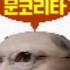 MV 문켓몬스터 문코리타 게임