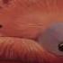 Bear Snores On Story For Kids