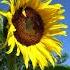 Grow SUNFLOWERS From Seed 120 DAYS