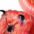I Got A Pet Bloodworm Yes Really