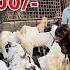 JAFRABAD BAKRA MANDI 2025 LATEST VIDEO DELHI BAKRA MANDI 2025 BAKRA MANDI DELHI