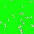 Dollar Money Green Screen Stockfootages 1