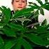 Planta Gigante Shorts Filodendrocosteladeeva Indoorplants Comocuidar Folhagemdesombra Jardim