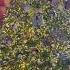 Beautiful Christmas Tikiriliya Shortvideo 2023 Viralvideo Christmas Winter