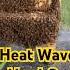 Beekeeping Tips On How To Keep Your Bees Cool This Summer
