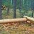 3 DAYS OF LIVING AND BUILDING A WARM LOG CABIN IN THE DEPTHS OF THE NORTHERN FORESTS